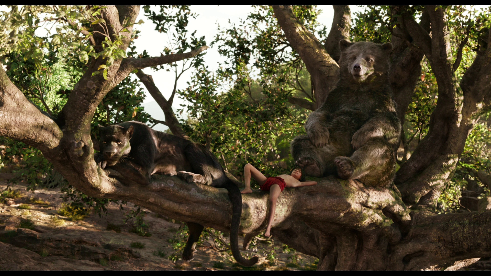 JungleBook 13
