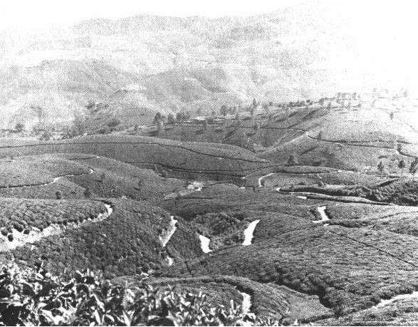 Search for Nirvana. Tea Estate up country Ceylon